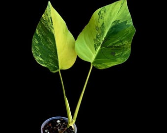 Variegated Monstera Green on Green Plant - Super Rare Monstera Variegata - Collector's Indoor SAME Plant - US Seller