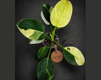 Variegated Philodendron Birkin Aurea – Rare Yellow Variegated Philodendron - Live Plant in Nursery Pot - Collector Aroid - US Seller