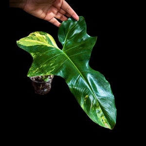 Philodendron Florida Beauty x Paraiso Verde in een kweekpot - exotische plant - super zeldzame verzamelaarsplant - EXACTE plant - Amerikaanse verkoper