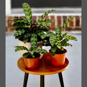 May include: Three potted plants with green and white patterned leaves on a wooden table with black legs. The plants are in brown pots.