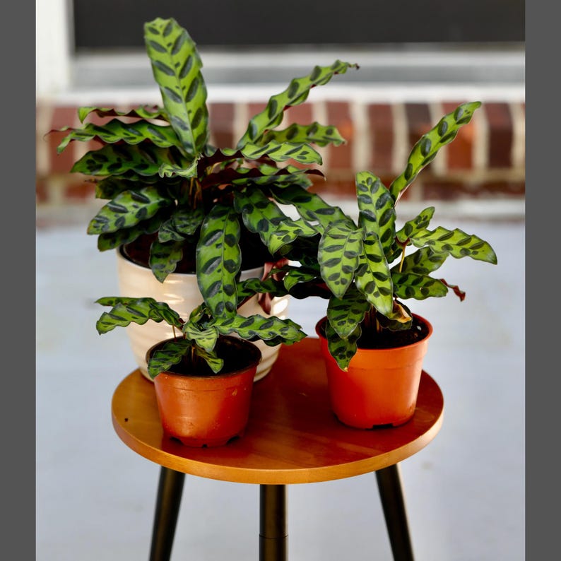PlantVers Calathea Lancifolia - Thumbnail 3