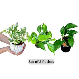 May include: A set of three potted Pothos plants. One plant has green and white variegated leaves in a white textured pot. The other two plants have solid green leaves. The text "Set of 3 Pothos" is at the bottom.