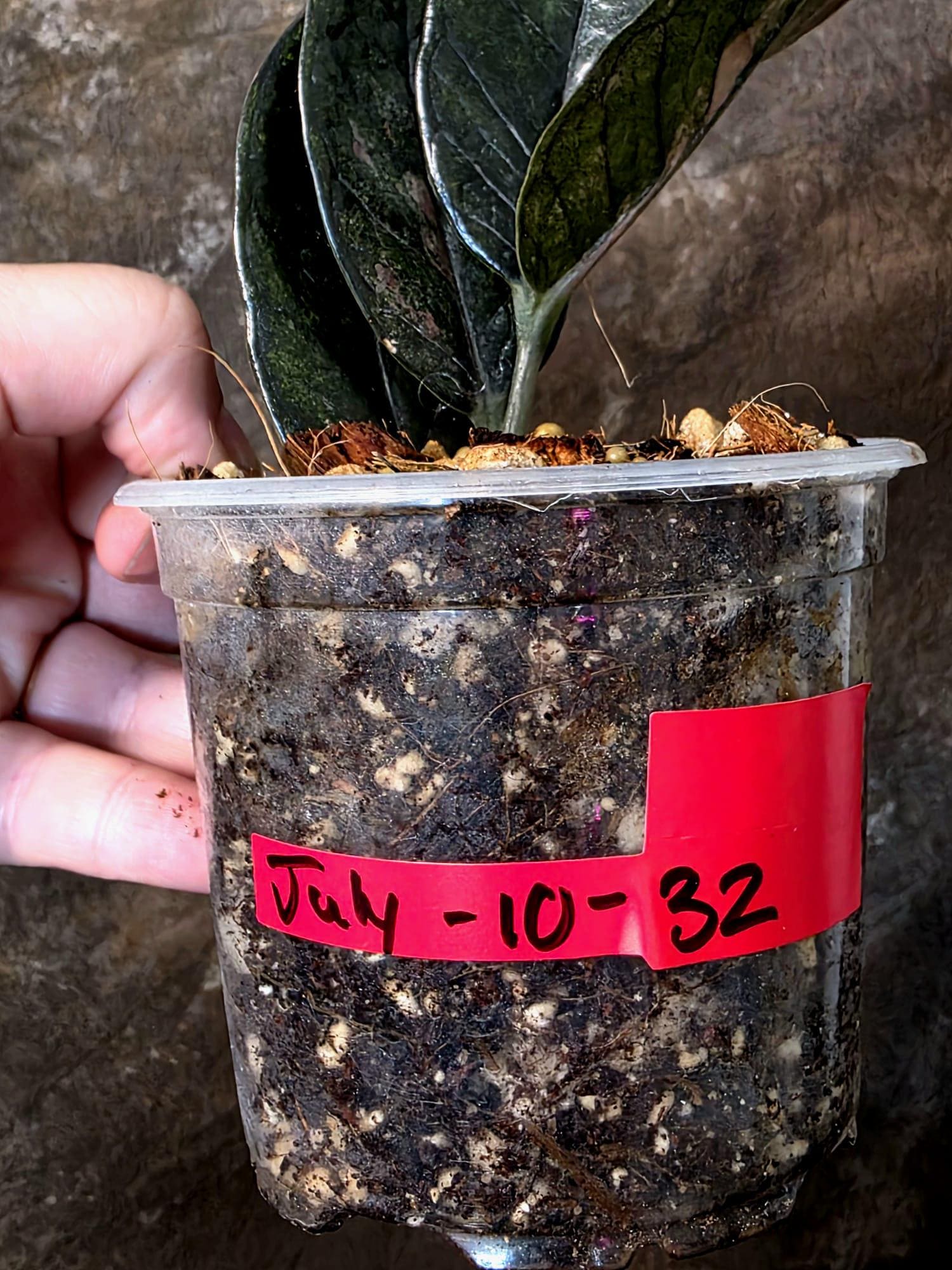 Black Variegated ZZ Plant - Multi Color Zamioculcas - Super Rare