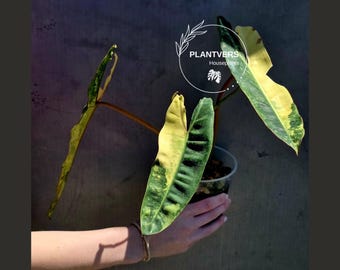 Variegated Philodendron Billietiae Live Plant - Rare Large Leaf Philodendron - Exact Same Plant - US Seller