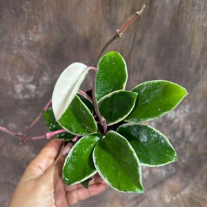 Hoya Carnosa ‘Krimson Queen’ in 4&quot; Grow Pot – Tricolor Variegated Hoya Plant – Air Purifying Indoor Plant - Tropical Houseplant