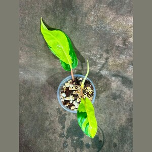 mouse plants Hosta Blue Mouse Ears Plantain Lily for sale main image 0