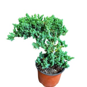 Juniper Procumbens Live Bonsai Tree 4” Grow Pot- Small Bonsai Plant - Plant Lover Gift- Indoor Outdoors Lucky Unique Housewarming Gift Plant