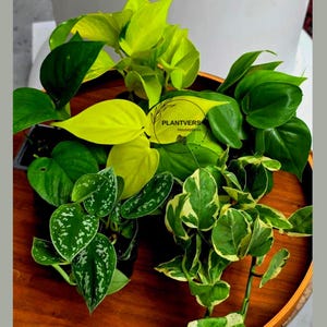 Brazilian Pothos Plant - Etsy