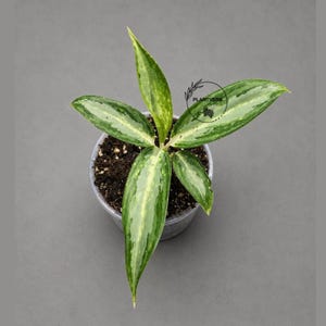 May include: A potted Aglaonema plant with elongated, lance-shaped leaves featuring variegated patterns of dark green, light green, and cream. The plant is centered in a clear plastic pot filled with dark potting soil, with a circular logo reading PLANTVERS.