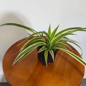 Variegated Spider Plant in 2" Grow Pot - Chlorophytum Bonnie  - Chlorophytum comosum Variegatum - Live Plant - Long Vines plant - US Seller