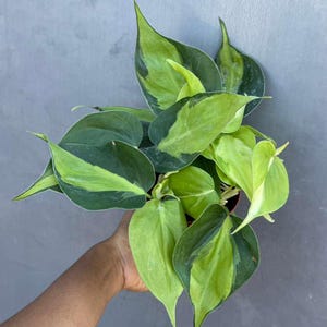 Rare Brasil philodendron Cuttings & Nursery Pots - Easy Care Houseplant Brasil Extremely Rare Low Light indoor vining plant office plant 4" Nursery Pot