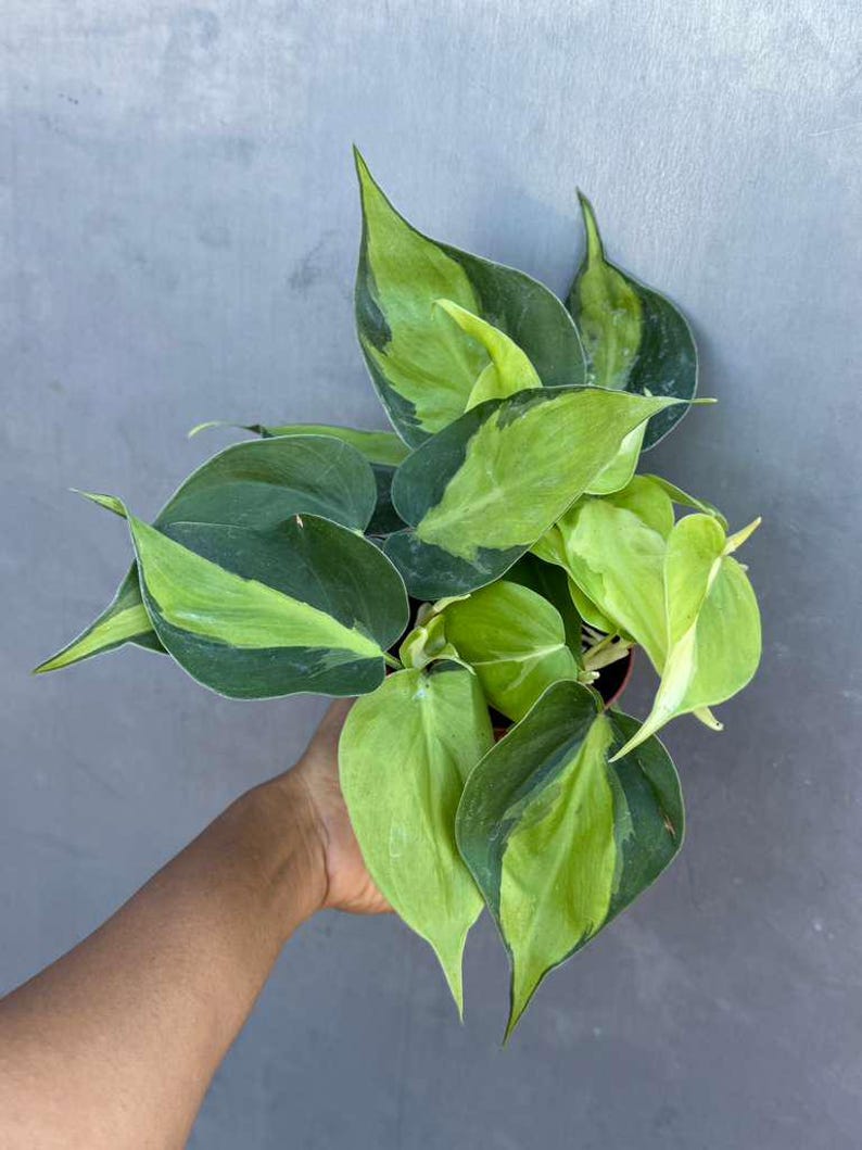 Rare Brasil philodendron Cuttings & Nursery Pots - Easy Care Houseplant Brasil Extremely Rare Low Light indoor vining plant office plant 4" Nursery Pot