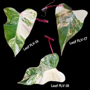 Variegated Philodendron Strawberry Shake Cutting - Rare strawberry philodendron collector GIFT plant - USA Seller
