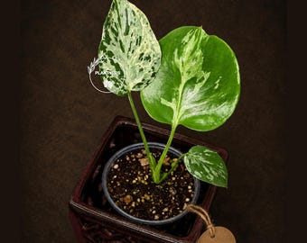Super Rare Monstera Bulbasaur Variegated Live Plant - Mint Green Variegated Monstera - Exotic Collector Plant - Us Seller