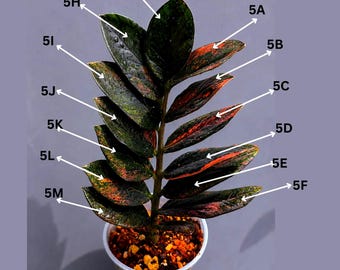 Rare Variegated Pink Raven ZZ Plant Cutting UNROOTED - Zamioculcas Zamiifolia Raven Variegata - Exotic Black & Pink Plant - US Seller