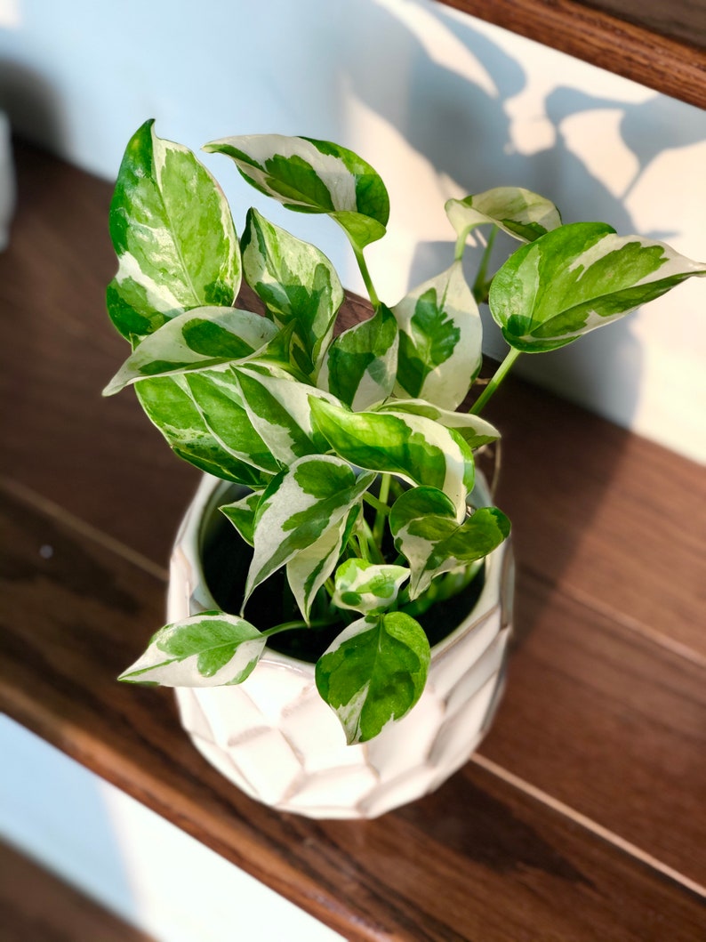 RARE Pothos Njoy FULL Pot 4Pot White Variegated Indoor
