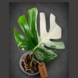 Monstera Albo - Rare Variegated Monstera Borsigiana Albo - Rare Collector Plant - White Monstera Albo - EXACT Same Plant - USA Seller Pot-July-30-2