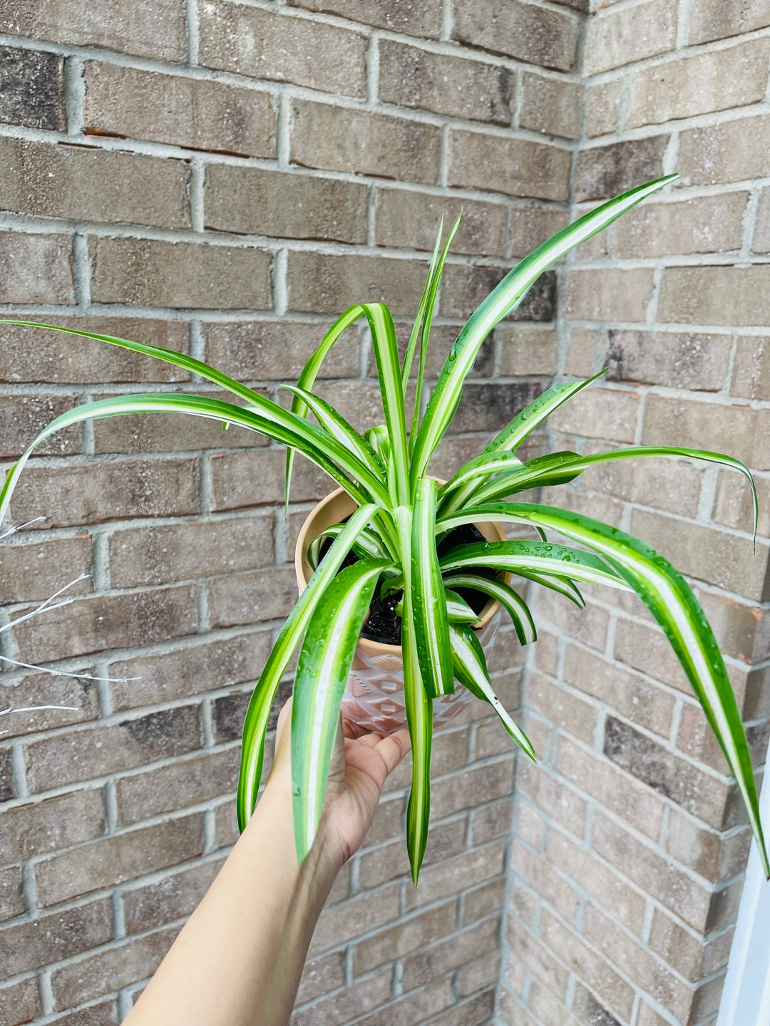 Variegated Spider Plant in a Nursery Pot Extremely Easy Care Produces Lots of Growth and Long Vines Houseplant