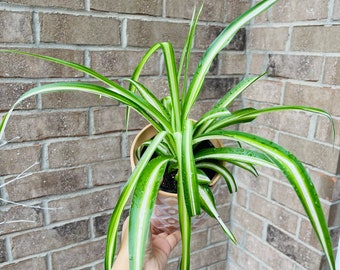 Variegated spider plant in 2 inch grow pot - Extremely easy care - produces lots of growth and long vines houseplant