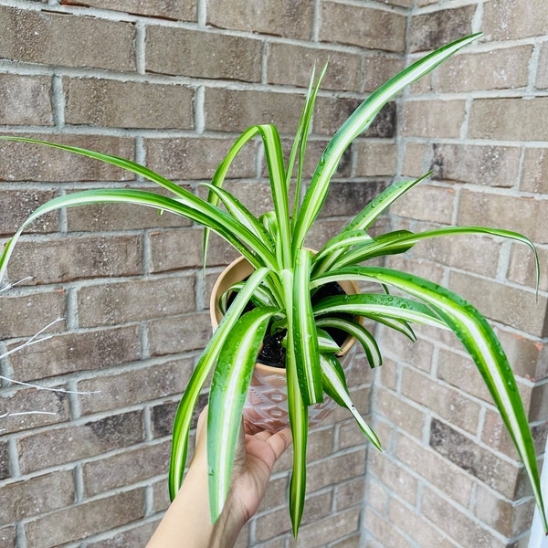 Variegated spider plant in a nursery pot - Extremely easy care - produces lots of growth and long vines houseplant