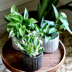 May include: Three potted plants with green and white variegated leaves sit on a wooden tray. The pots are textured, with one black, and two gray. The plants are a vibrant green, adding a touch of nature to the scene.