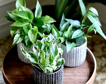 Puede incluir: Tres plantas en macetas con hojas verdes y blancas variegadas sobre una bandeja de madera. Las macetas son texturizadas, una negra y dos grises. Las plantas son de un verde vibrante, añadiendo un toque natural.