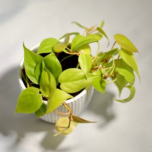 Lemon Lime Philodendron- Neon philodendron 3" inch pot - Philodendron Cordatum - Hederaceum - Lemon Lime - neon cordatum