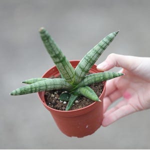 Sansevieria Cylindrica Boncel in 3&quot; Nursery Pot - Starfish Snake Plant - Low Maintenance Houseplant - Pet-Safe Indoor Plant -Low Light Plant