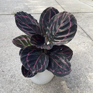 Calathea Roseopicta Dottie Plant in 4&quot; Pot - Calathea Roseopicta - Rose Painted Calathea - Calathea Black Rose