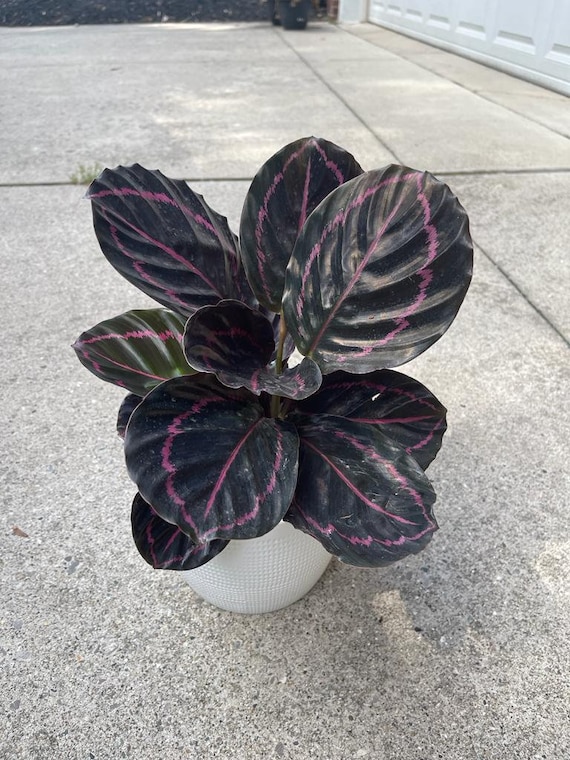4 Calathea Roseopicta Dottie