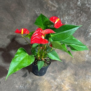 Red Anthurium Flowering Plant 4&quot; grow pot with bllooming flowers - Easy Care Hardy Houseplant - Low Light Indoor Plant - Live Flower Plant