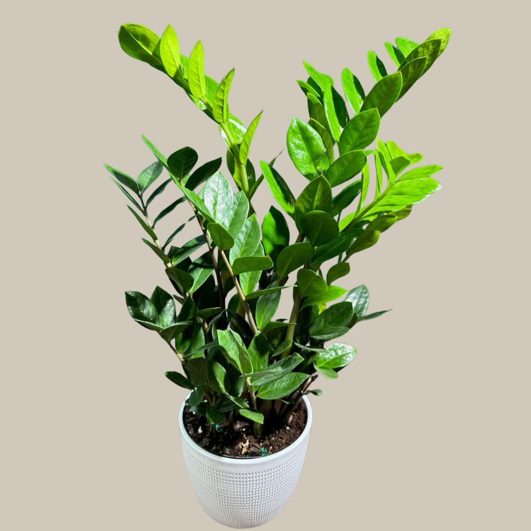 Green Zz Plant Zamioculcas Zamiifolia Plant in a Pot Rare Indoor Good Luck Houseplant Easy Care Gift Plant Indoor Potted Plant