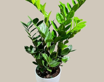 Green Zz Plant - Zamioculcas Zamiifolia Plant in a Pot - Rare Indoor Good Luck Houseplant - Easy Care Gift Plant - Indoor Potted Plant