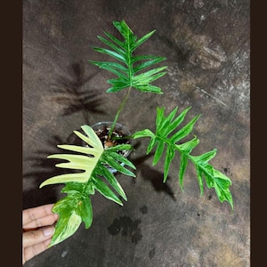 Philodendron Florida Beauty x Tortum Extremely Rare Plant Exact Pot - Cream , White Variegation Super Rare Collector EXACT Plant ER