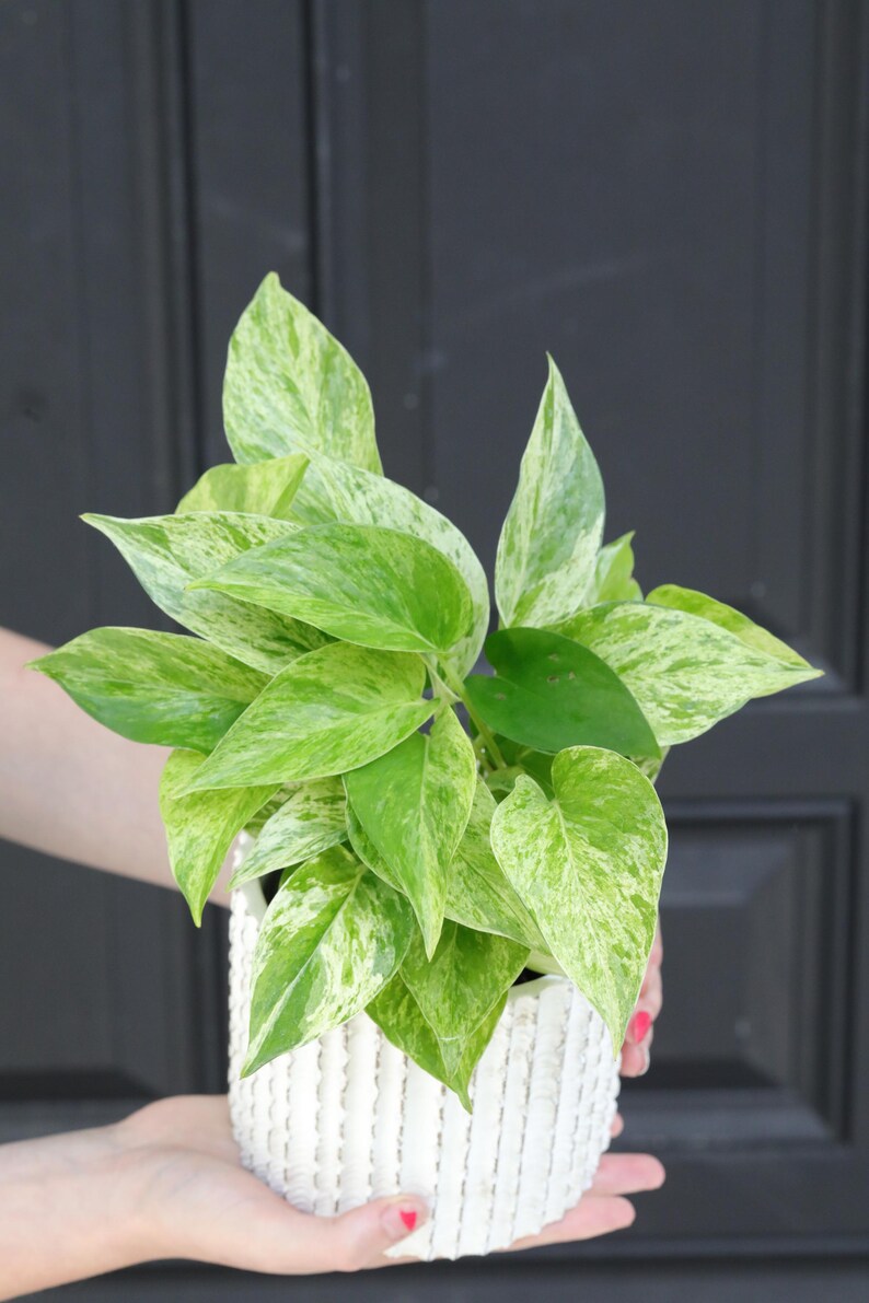 PlantVers Pothos - Thumbnail 2
