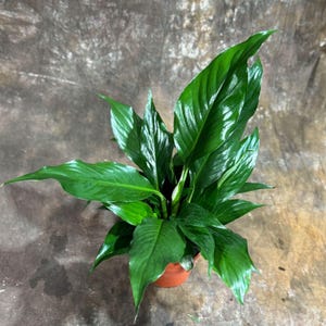 May include: A vibrant green peace lily plant with glossy leaves. The plant is potted in a small, round, terracotta-colored pot. The leaves are long, pointed, and arranged in a lush, full display. The background is a mottled brown.