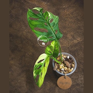 May include: A variegated Monstera adansonii plant with fenestrated green and cream leaves in a clear plastic pot filled with soil and perlite. A round brown paper tag attached to the pot features the handwritten text July-29-5 and a logo.