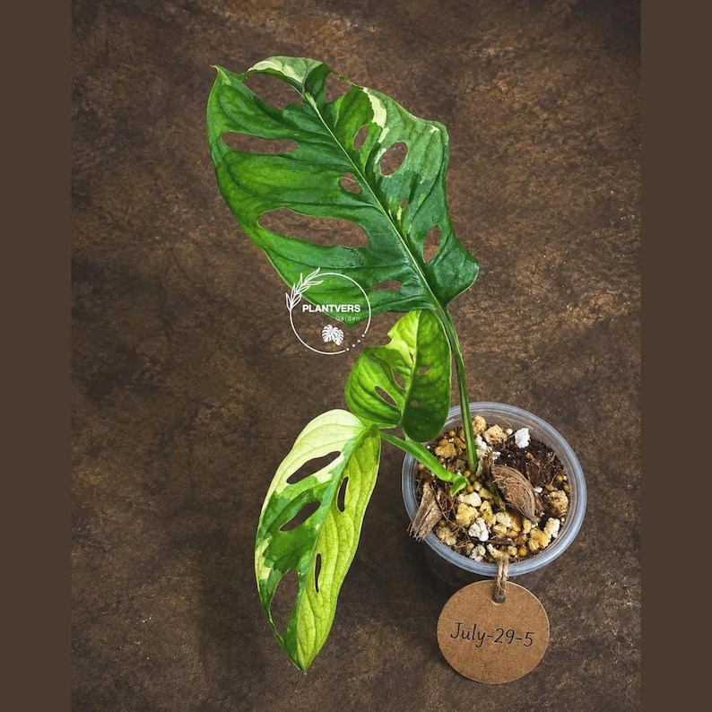May include: A variegated Monstera adansonii plant with fenestrated green and cream leaves in a clear plastic pot filled with soil and perlite. A round brown paper tag attached to the pot features the handwritten text July-29-5 and a logo.