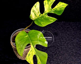 Super Rare  Rhaphidophora Tetrasperma Migma Variegated Live Plant - Well Rooted Plant - Extremely Rare Collector Aroid Plant - US Seller