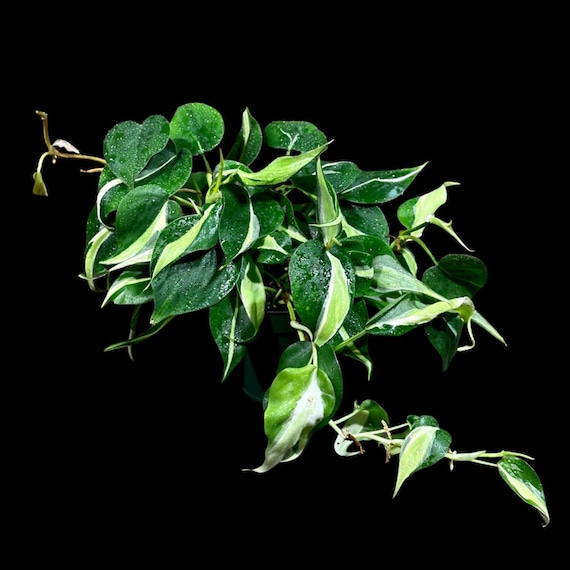 Philodendron 'Silver Stripe/Rio' 4"