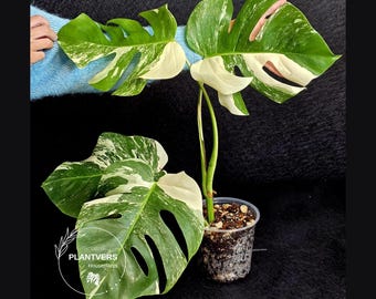 Variegated Monstera Albo - White Albo Borsigiana Mature EXACT Plant - Rare Collector Plant - US Seller
