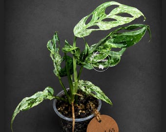 Monstera Adansonii Mottled - Rare Variegated Swiss Cheese Plant - Collector's Aroid - Exact Plant - US Seller