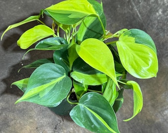 Rare Brazilian Philodendron in 4" Nursery Pot-  Philodendron Brazil - Philodendron Hederaceum - Vining Indoor  Plant - Air Purifier Plants