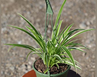 Variegated Spider Plant in 5" Hanging Basket - Chlorophytum Comosum - Easy Care Indoor Houseplant - Air Purifying Hanging Plant