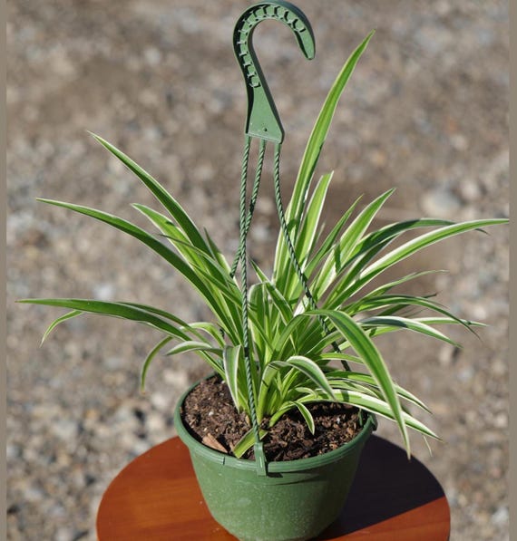 Variegated Spider Plant in 5" Hanging Basket - Chlorophytum Comosum - Easy  Care Indoor Houseplant - Air Purifying Hanging Plant - Etsy