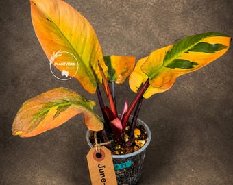 Variegated Black Cardinal Philodendron Live Plant - EXTREMELY Rare Collector Plant - Very Hard to come by - Indoor Plant - US Seller
