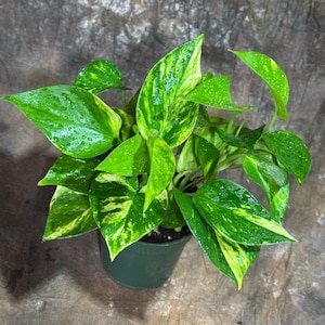 May include: A vibrant green pothos plant in a dark green pot. The leaves are a mix of bright green and yellow, with water droplets on the surface. The plant is a lush, healthy houseplant, perfect for adding a touch of nature indoors.