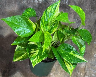 Golden Pothos in a 4" Nursery Pot - Easy Care Houseplant - Low light Indoor Plant - Devils Ivy Plant - Air Purifier Plant - US Seller