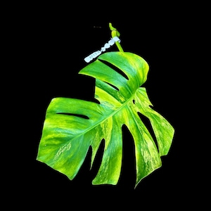 Monstera Aurea Cutting High Variegated Borsigiana - Monstera Aurea Variegata - Monstera Marmota Live Plant - Gift for Mom - US Seller