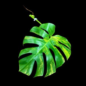 Monstera Aurea Cutting High Variegated Borsigiana - Monstera Aurea Variegata - Monstera Marmota Live Plant - Gift for Mom - US Seller